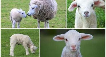 Jaké je nejlepší jméno pro jehně, top 50 přezdívek pro dívky a chlapce